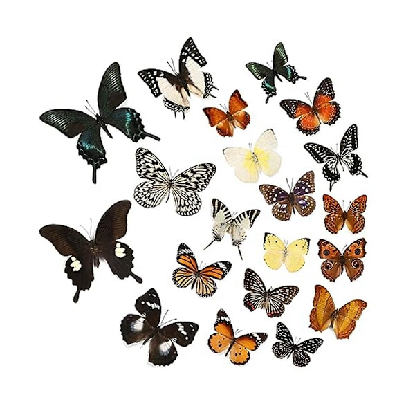 12 st Fjärilsarter - Taxidermi Fjäril DIY Kreativproduktion, För Inramade Fjärilar