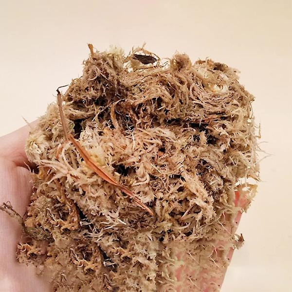 Sphagnum mos pottemuld til kødædende planter, potteorkideer, sarracenia, kandeplanter og mere, helt naturlig (1qt)