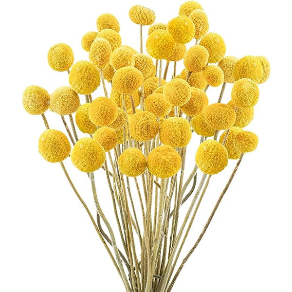 30 st Naturala Torkade Blommor Torkade Craspedia Billy Balls Blommor Billy Buttons 16’’ Gula Blommor Arrangemang Bukett för Boho Lanthus Bröllop Hem