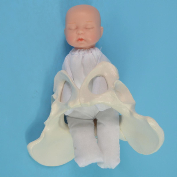 Mänsklig kvinnlig bäckenmodell Förlossningsmodell Anatomisk modell, Mini kvinnlig bäckenmodell