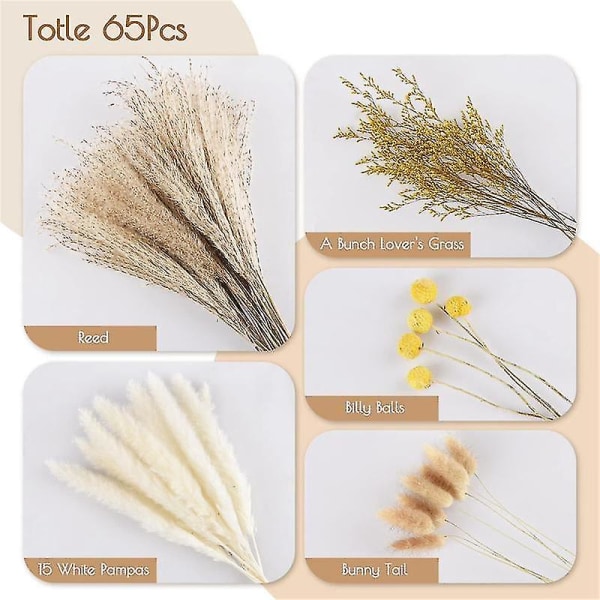 Pampasgræs R 65 stk. 17,5 tommer tørrede pampasplanter -fluffy tørrede pampas