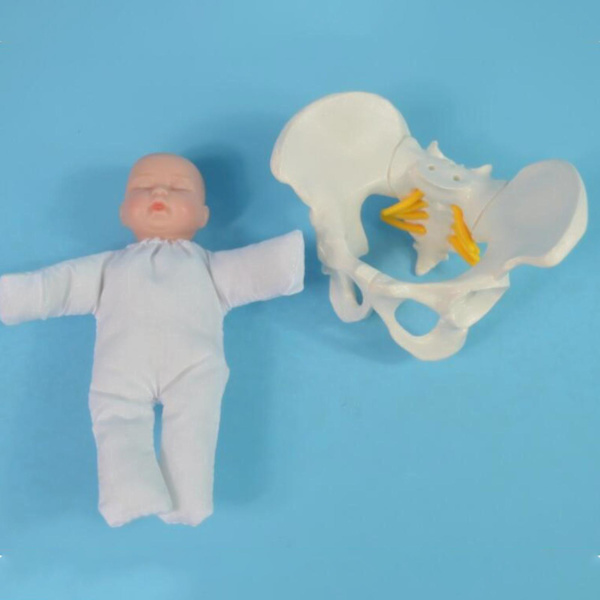 Menneskelig kvinnelig bekkenmodell fødselsmodell anatomisk modell, mini kvinnelig bekkenmodell