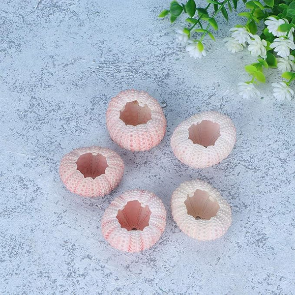 5 st Havsborsteshöljen Snäckskal Växtställ Tillandsia Succulent Planterkruka för Luftväxter Hemträdgård Dekorationer DIY Hantverk