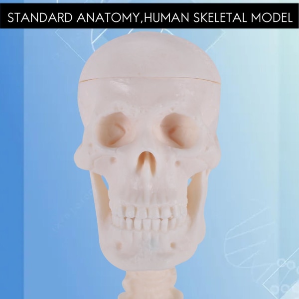 45 cm Anatol Anato-plakat Lærehjelp Anato Skeletal