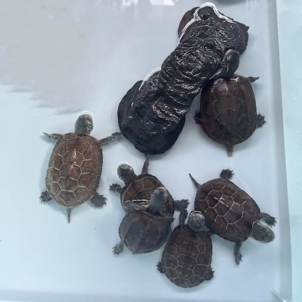 Reptilgrottehus seng rede habitat skjulesteder, solingsplattformer, for øgle skilpadde eremittkreps og andre små kjæledyr amfibietilbehør, akvarium Terrar