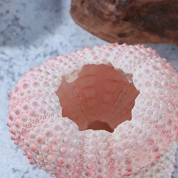5 st Havsborsteshöljen Snäckskal Växtställ Tillandsia Succulent Planterkruka för Luftväxter Hemträdgård Dekorationer DIY Hantverk