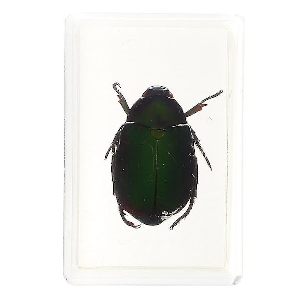 1 st insektsprover Vackra hartsprover Cockchafer bärnstensprover