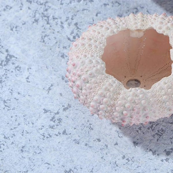 5 st Havsborsteshöljen Snäckskal Växtställ Tillandsia Succulent Planterkruka för Luftväxter Hemträdgård Dekorationer DIY Hantverk