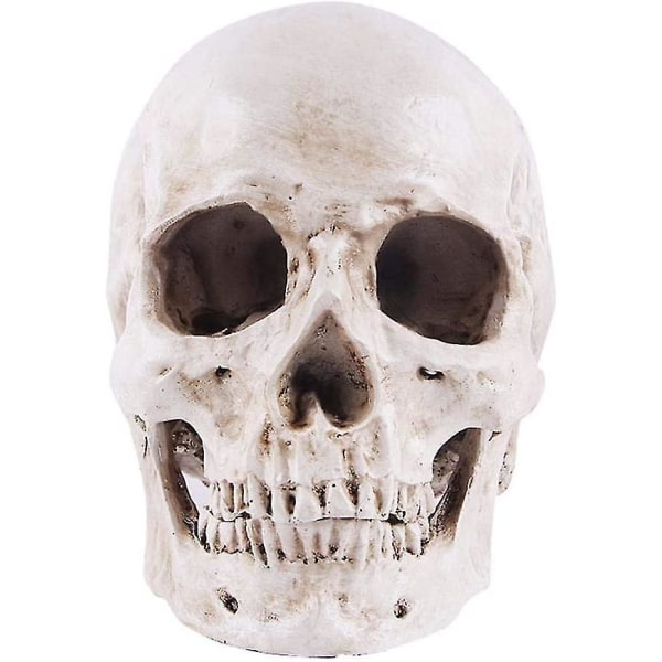 Human Skull Model 1:1 Naturlig størrelse Skull Anatomy Model Klassisk avtakbar anatomi