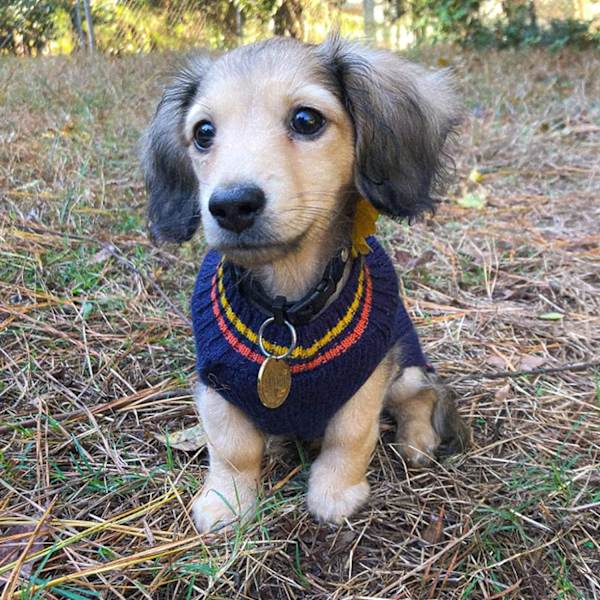 Hund Halloween Sweater Efterår Vinter Turtleneck Strik Varme Hvalp Tøj Outfits Ferie Sjov Græskar Kæledyr Kostumer  (M, Navy Blue)