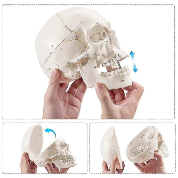 Menneskeskallemodell, 3 deler nummerert, 1:1 størrelse for anatomisk undervisning White