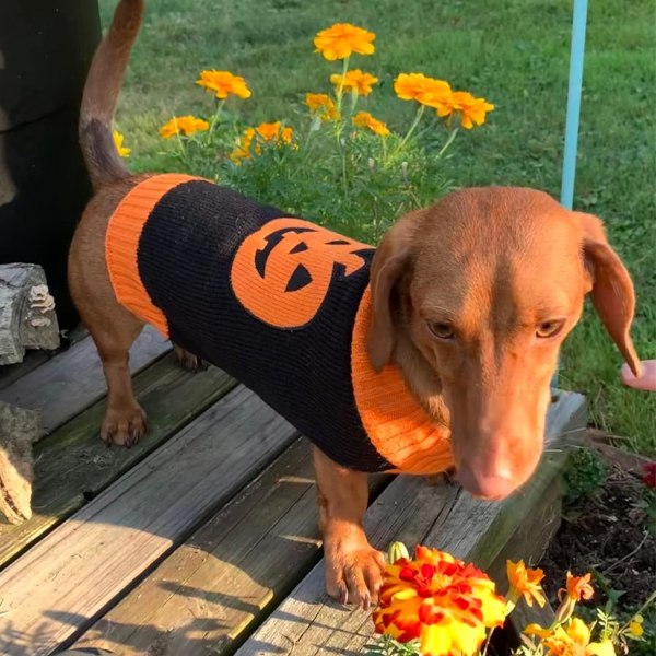 Koiran Halloween-neulepaita Syksy Talvi Käännettävä Neulok Lämmin Koiranpennun Vaatteet Asut Loma Hauska Kurpitsa Lemmikkieläinten Asut Pienille (L, Musta + Oranssi)