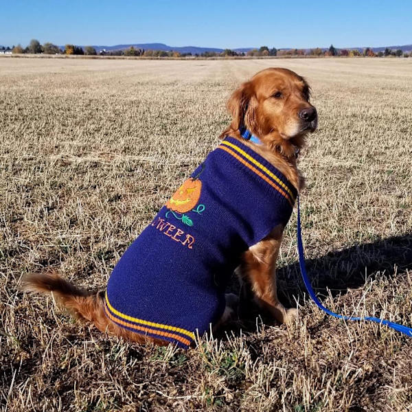 Hund Halloween Sweater Efterår Vinter Turtleneck Strik Varme Hvalp Tøj Outfits Ferie Sjov Græskar Kæledyr Kostumer  (M, Navy Blue)