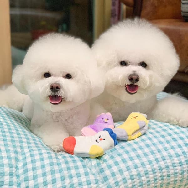 Interaktiiviset koiran vinkulelut, pennun purulelu, piilota ja etsi pehmokassit