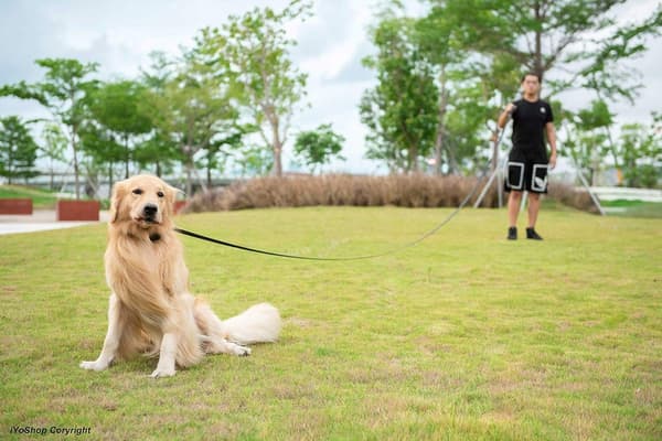 Dog Leash 20 meters - Long Leash - Nylon - 2 cm wide - Blue - Active and medium-sized dogs - For training, walks