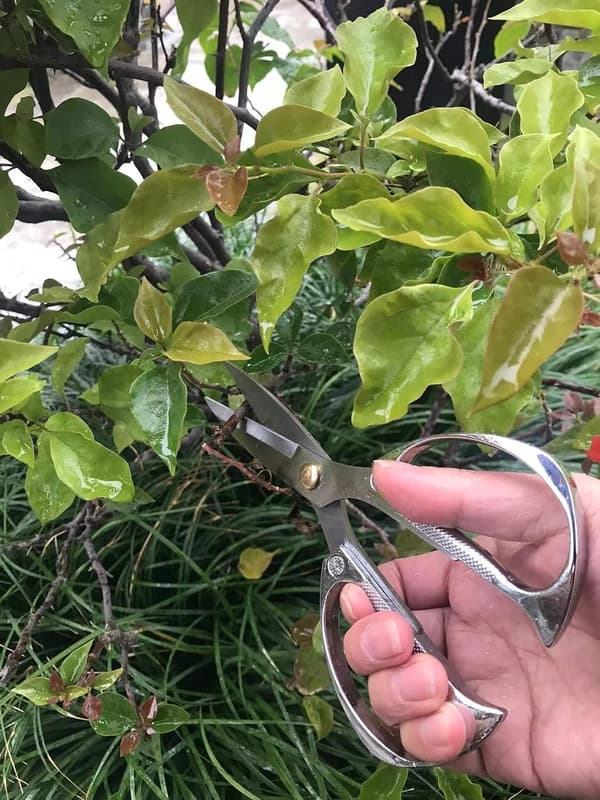 Plantesaks, japansk rustfri stål havesaks, til