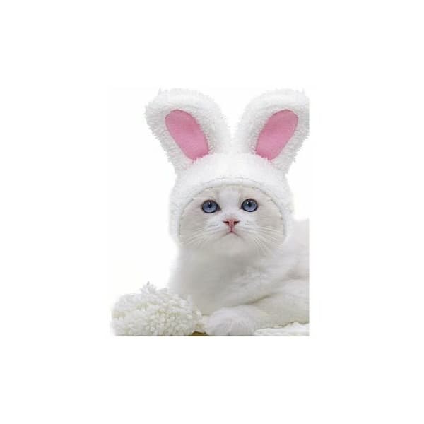 Kæledyrsparykhat Efterår og vinter Velcro og justerbart design Halloween-kostume til kat og hund