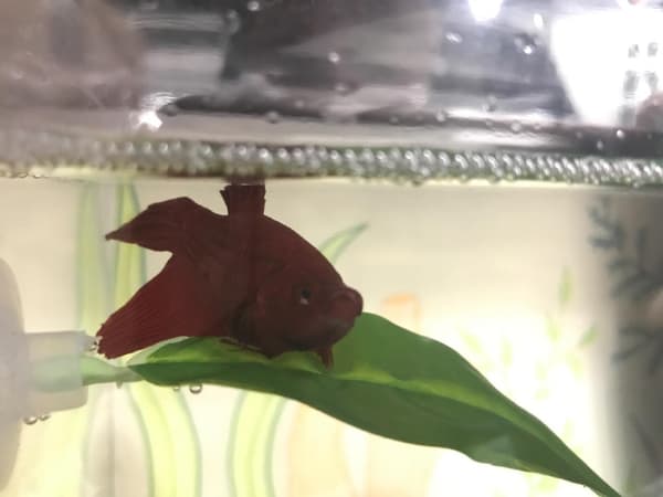 Flytande blad hängmatta Betta säng hängmatta form ark för akvarium,