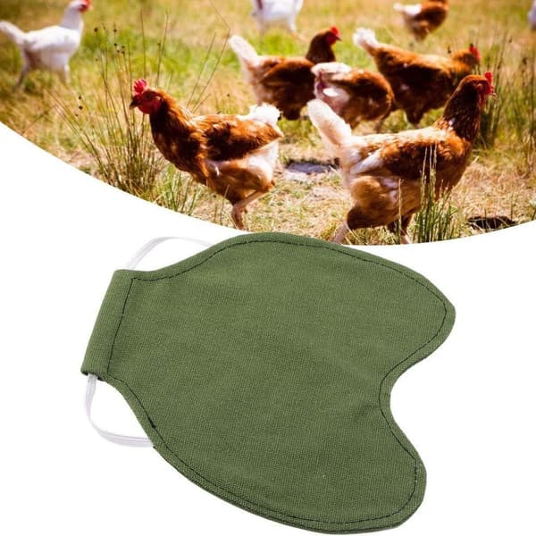 Fjäderskydd för Fåglar Bakvingeskydd Grön KLB