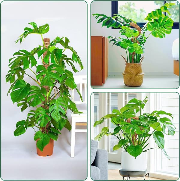 Skumstöd för klätterväxter 2 st - 60x3 cm - För Monstera, Pothos - Växtstöd av kokosfiber - Hjälper växter att klättra
