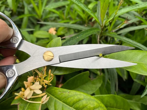 Plantesaks, japansk rustfri stål havesaks, til