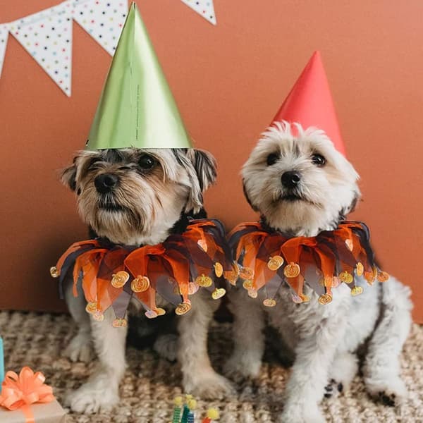 Kat Heks Halloween Kostume, Hund Tutu Krave og Hekse Græskar Hat til KLB