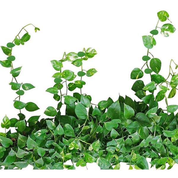 Leaf-shaped Plant Climbing Wall Fixture Clips Self-adhesive Hook Vine Traction Support Wire Clip (150 Pieces)