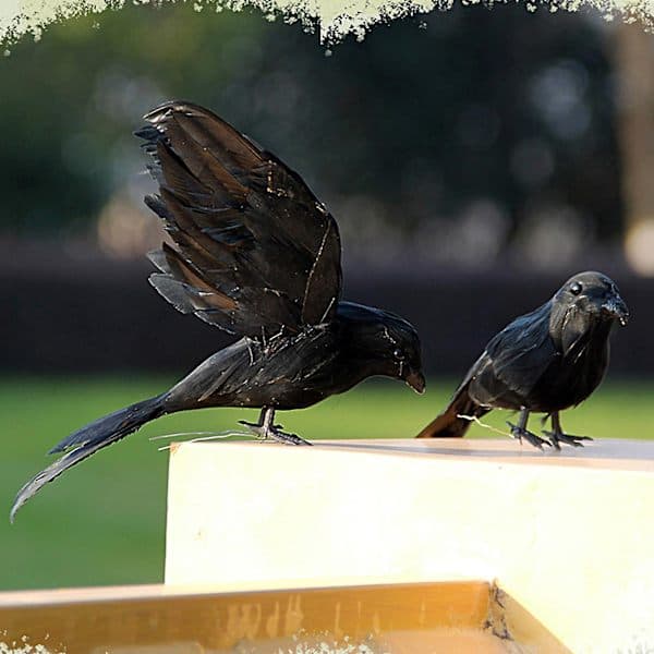Artificial Crow Feather Realistic Manual Standing/Flying Foam