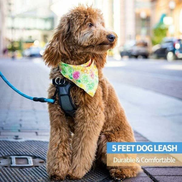 Dog Leash with Comfortable Padded Handle and Strong Reflective Threads for Small, Medium, and Large Dogs (6ft, Blue)