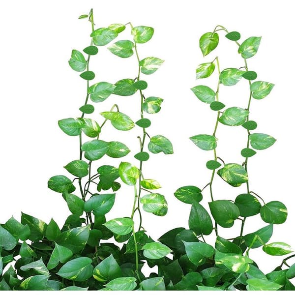 Leaf-shaped Plant Climbing Wall Fixture Clips Self-adhesive Hook Vine Traction Support Wire Clip (150 Pieces)