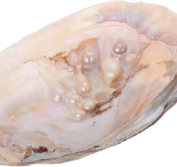 Naturlig stor muslingeskalsbakke til smykker, multifunktionel holdbar pyntefad