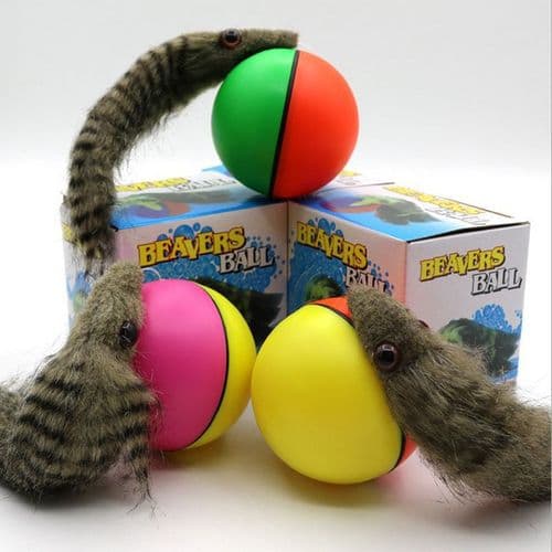 Hund Katt Bever Iller Hoppende Rullende Ball Valp Kjæledyrleke