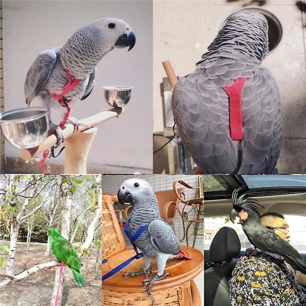 Parrot Bird Harness Leash Outdoor Flying Traction Straps Band Adjustable Anti-Bite Training Rope Blue M