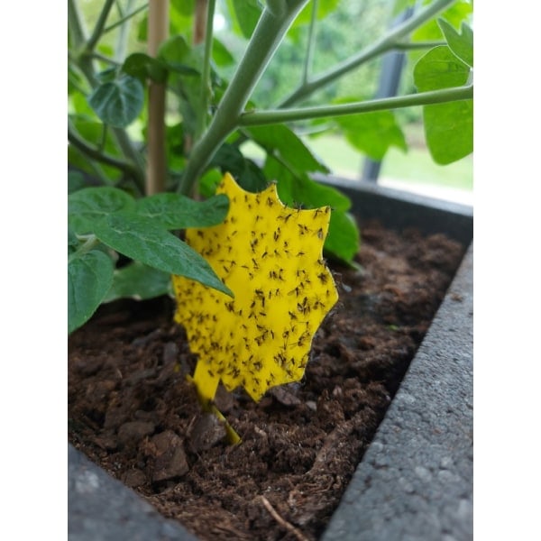 20 kpl Kärpäspaperit - Söpöjä ja tehokkaita FLOWER