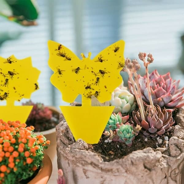 20-pack Flugfångare - Flugfälla - Söt och Effektiv Bi Bi