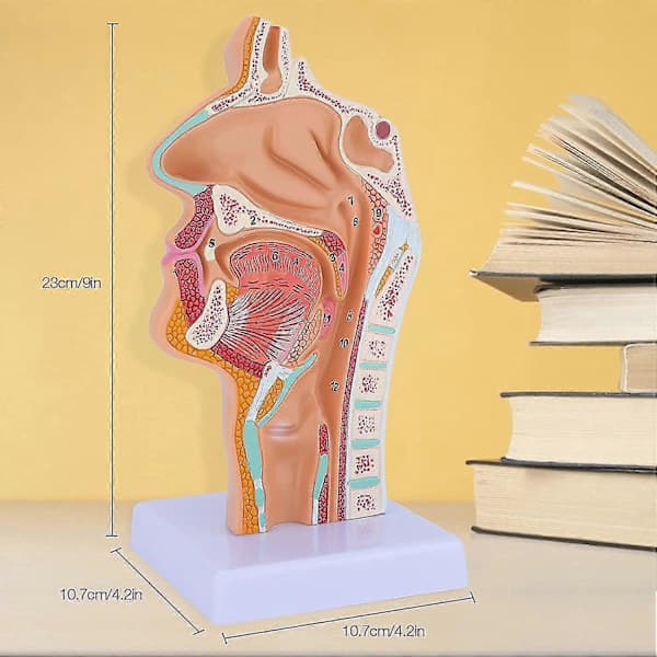 Anatomisk modell av näshåla, svalg och struphuvud - Människans anatomi för studier och visning