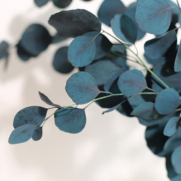 Eukalyptus Tørrede Blomster Buket Evig Holdbarhed Hjem Stue Indretning