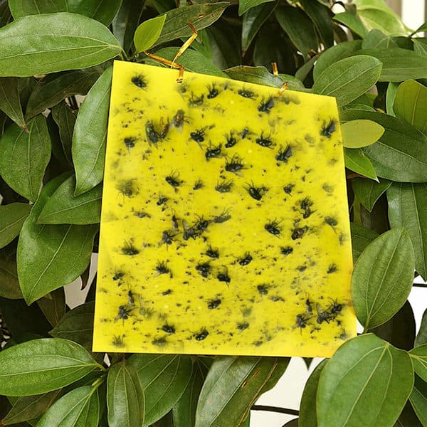 Klibbig fälla för skadeinsekter Flugfångare 20-pack Gul 20x10 cm Gul 20x10 cm