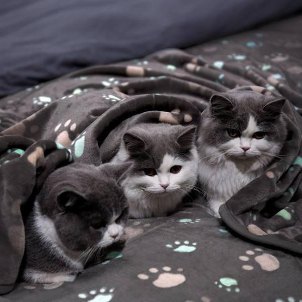 Supermjuk Plyschfilt för Hund/Katt 3-pack Grå Tass Medium (80