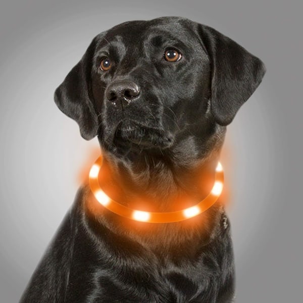 Valaistuspanta koirille, USB ladattava LED-kaulapanta, Flashi