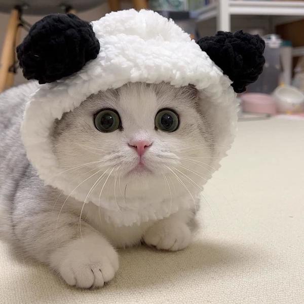 (Panda) Söt kattkostym varm hatt för katter justerbar mjuk liten husdjur huvudbonad björnhatt för katter och valpar