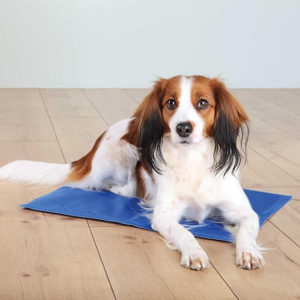 65 x 50 cm, kølemåtte til katte og hunde, blå, køler i timevis gennem kropskontakt