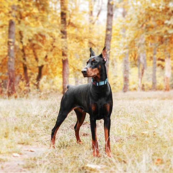 2 Pakk Martingale Hundekrage med Hurtigutløsningsbeslag Reflekterende Hundetreningskrage for Små, Mellomstore og Store Hunder Pink M