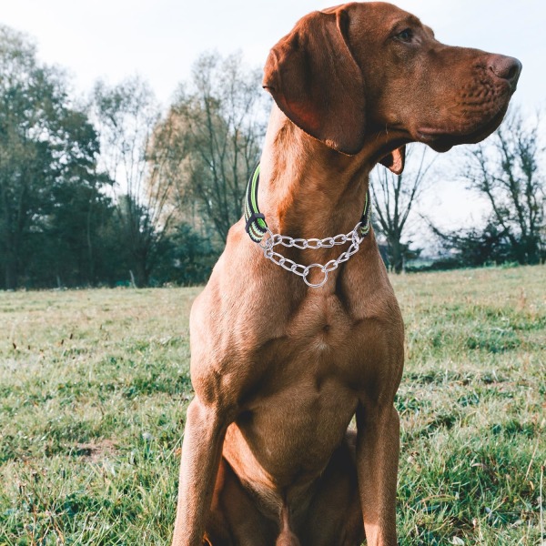 Reflekterande Martingale Hundkollar, Justerbar Mjuk Neopren Vadderad Andningsbar Nylon Hundkollar för Valp, Medelstora och Stora Hundar, Grön, L Green L