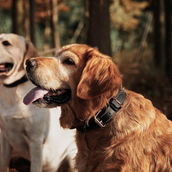 Hundehalsbånd, hundehalsbånd i ægte læder, kraftigt hundehalsbånd, bredt hundehalsbånd til lille hund, medium hund, stor hund og ekstra stor hund (L: 1,2" bred Black M