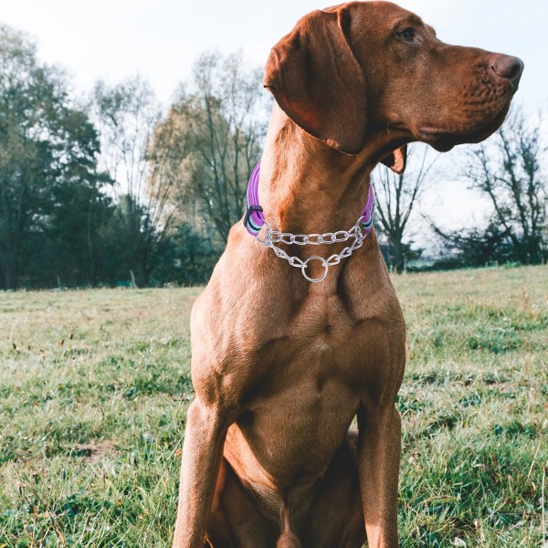 Reflekterande Martingale Hundkollar, Justerbar Mjuk Neopren Vadderad Andningsbar Nylon Hundkollar för Valp, Medelstora och Stora Hundar, Lila, S Purple S