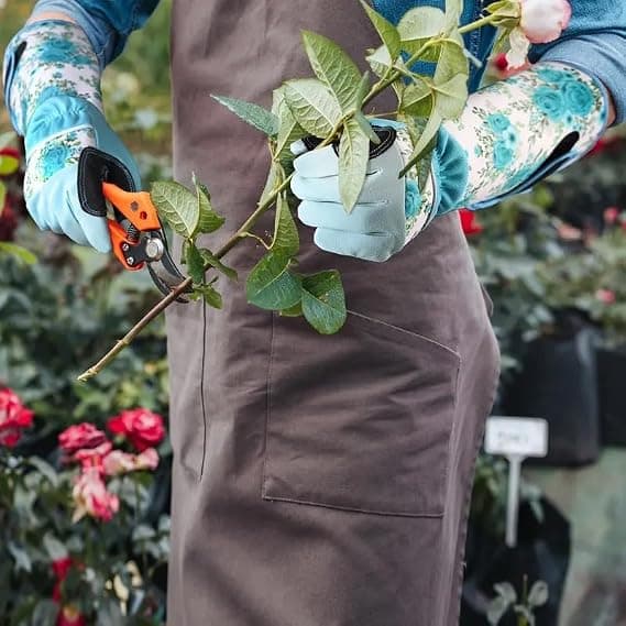 Beskyttende hagehansker, torneresistente, for rosebeskjæring og håndtering av kastanjer