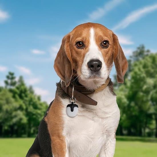 Hund nattlys – Hundeturlys – Hundelysstripe – Oppladbart – Hundehalsbånd – Vanntett LED egnet for nattsyn og turgåing – Svart