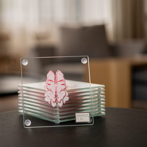 Anatomic Brain Specimen Coasters-presenter för medicinska studentpresenter Hjärndekor Mänsklig anatomi gåvor