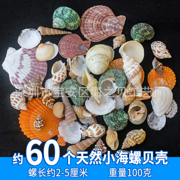 466st 15 Style Spiral Shell Pärlor Oborrade Tiny Natural Sea Shell Ocean Spiral Seashell Miniatyrskal för Resin Ljusfest Bröllopsdekor Fisk